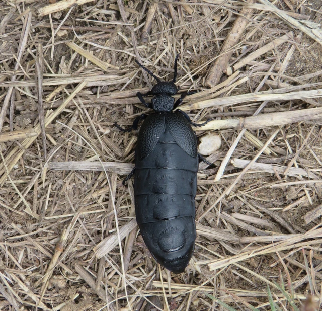 óriásnünüke - Meloe cicatricosus