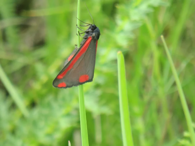 jakabfű-medvelepke - Tyria jacobaeae