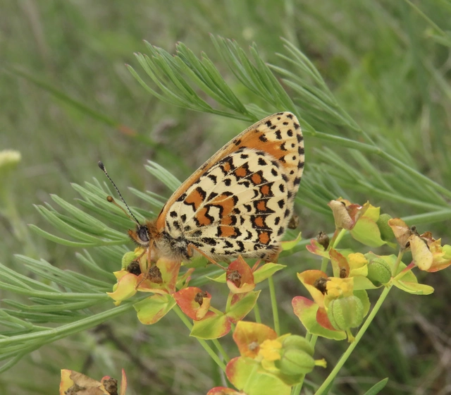 Melitaea trivia - kis tarkalepke
