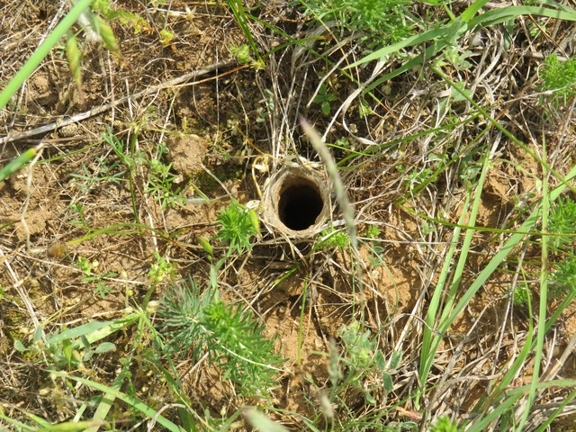 Geolycosa vultuosa - pokoli cselőpók