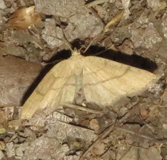 vörösrojtú pettyesaraszoló - Cyclophora ruficiliaria