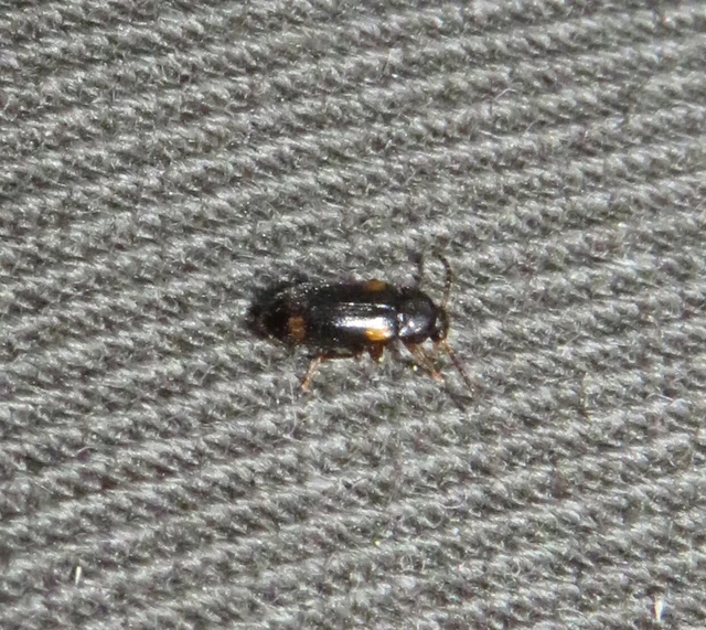 Mycetochara