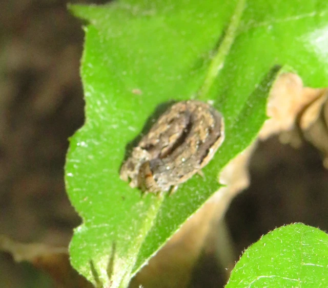 tölgyes barkabagoly - Anorthoa munda