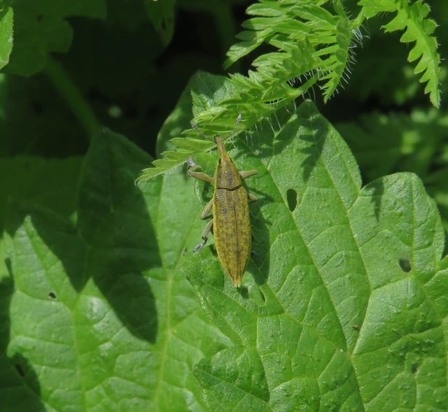 bürökfúró dudvabarkó - Lixus iridis