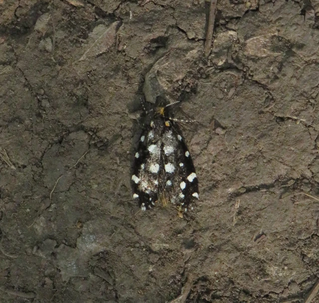 Euplocamus anthracinalis - fésűscsápú korhadékmoly