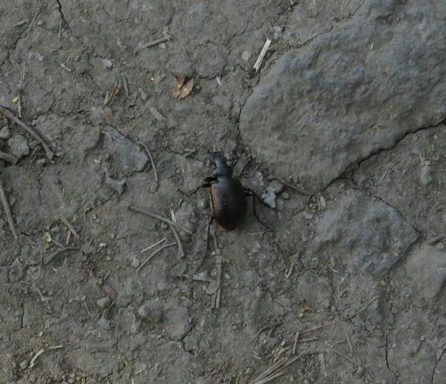 kis bábrabló - Calosoma inquisitor