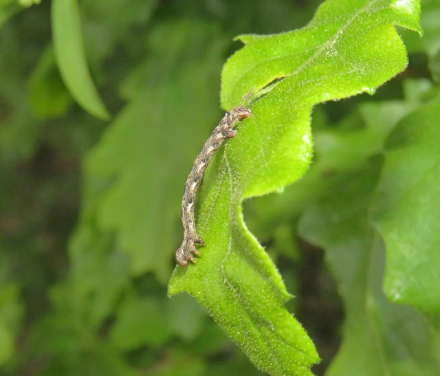 tölgy-tavasziaraszoló - Agriopis leucophaearia