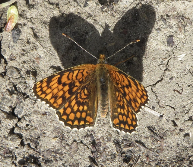 nagy tarkalepke - Melitaea phoebe