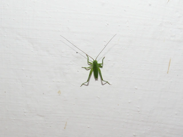 Tettigonia