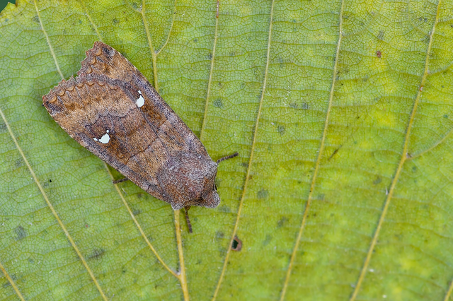 Eupsilia transversa - holdacskás télibagoly