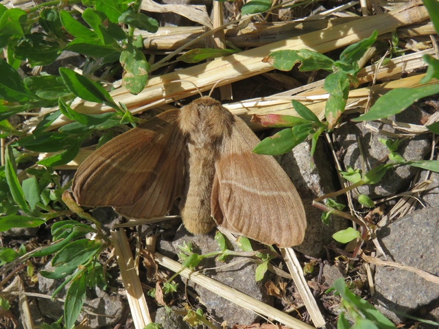 málnaszövő - Macrothylacia rubi