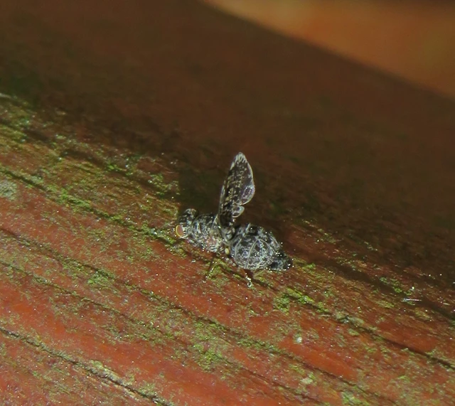 pávalégy - Callopistromyia annulipes