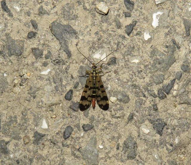 Panorpa vulgaris