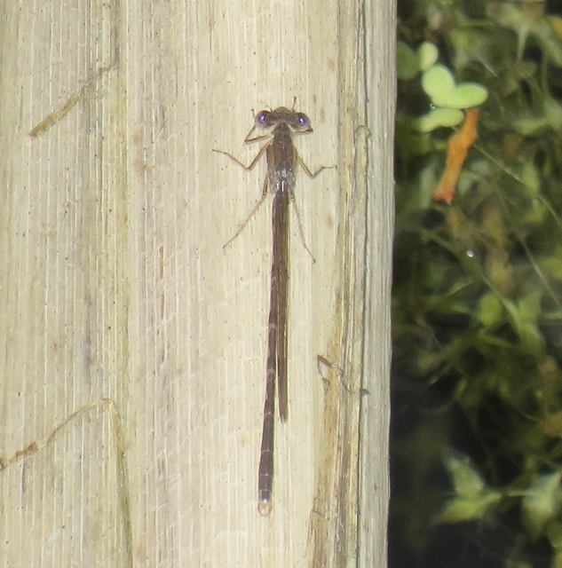 téli rablószitakötő - Sympecma fusca