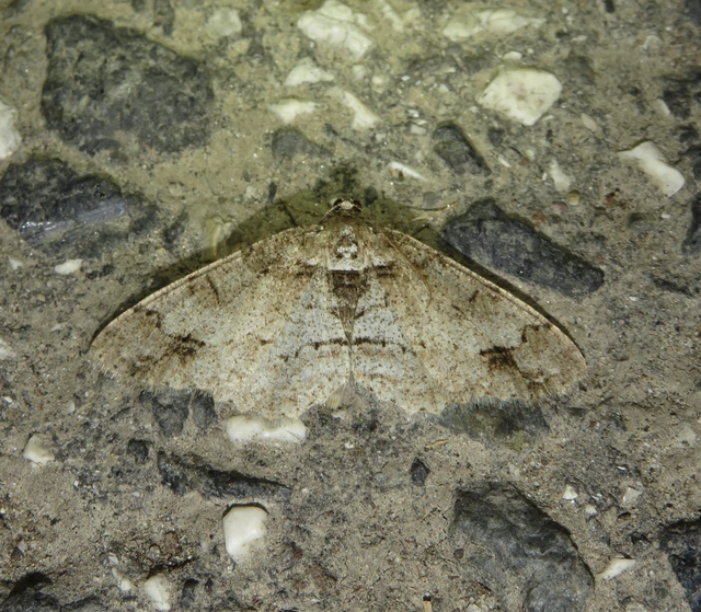 szélesfoltú faaraszoló - Paradarisa consonaria