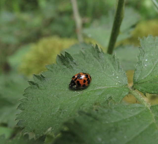 harlekinkatica - Harmonia axyridis