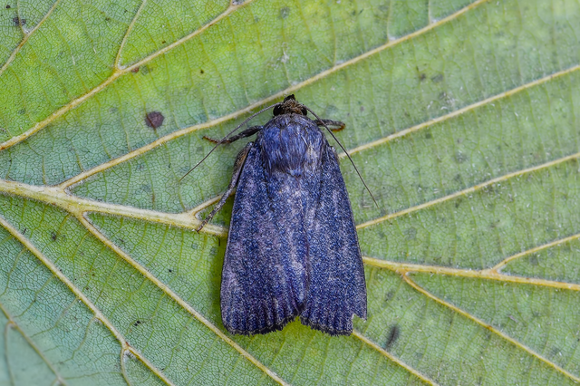 Amphipyra livida - zsírfényű bagoly