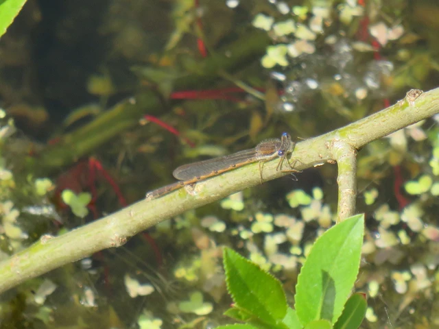 Sympecma fusca - téli rablószitakötő