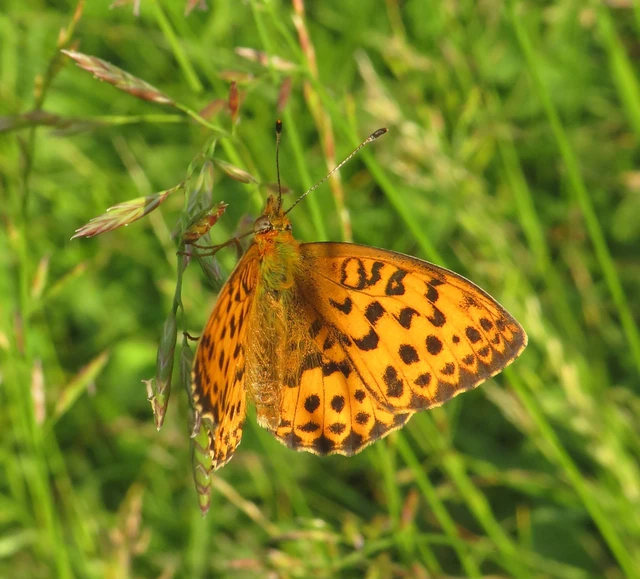 málna-gyöngyházlepke - Brenthis daphne