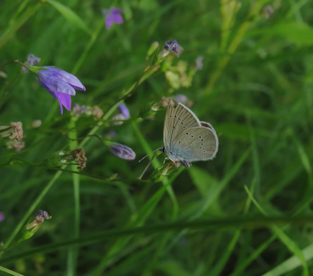 aprószemes boglárka - Cyaniris semiargus