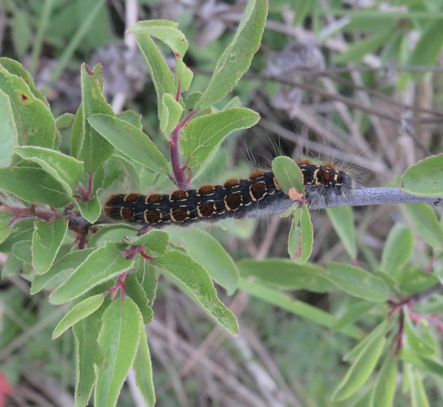 tavaszi gyapjasszövő - Eriogaster lanestris