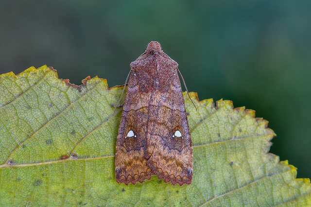 Eupsilia transversa - holdacskás télibagoly