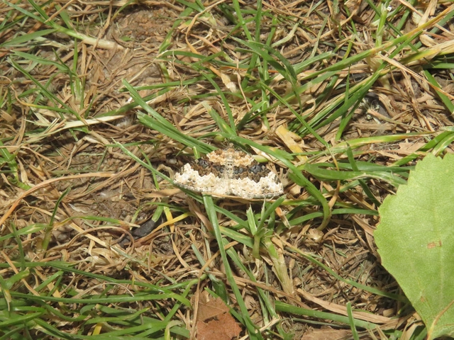 sávos galajaraszoló - Epirrhoe galiata