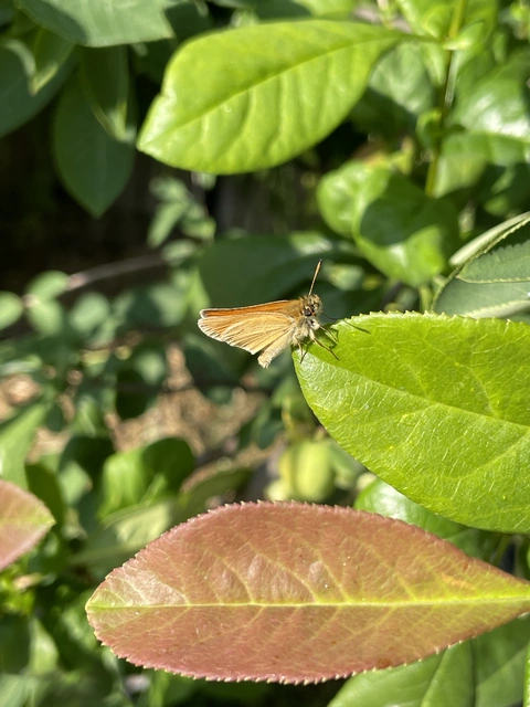 Thymelicus lineola - vonalas busalepke