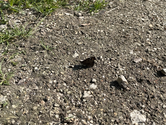 csőröslepke - Libythea celtis