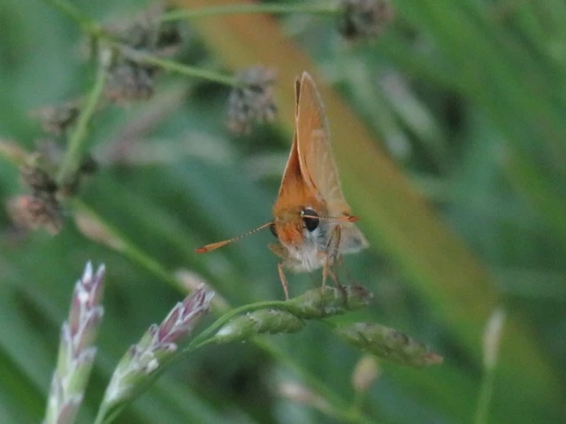 barna busalepke - Thymelicus sylvestris
