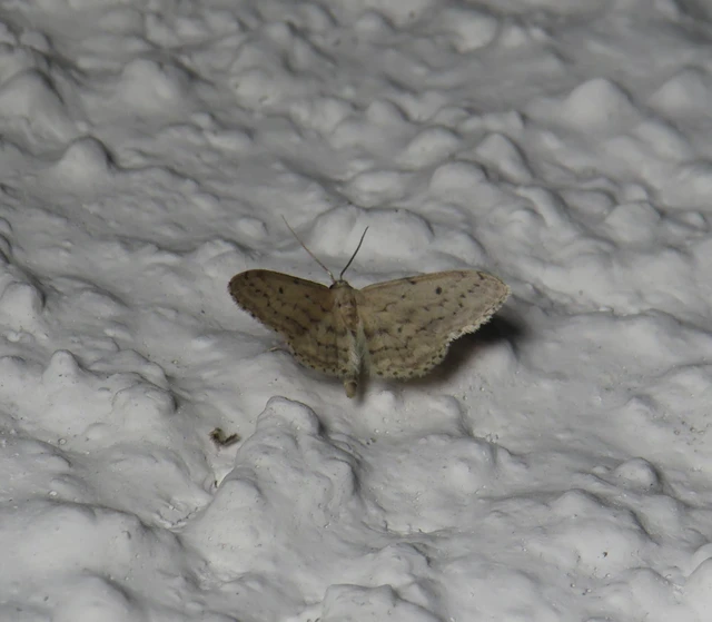 szürke apróaraszoló - Idaea seriata