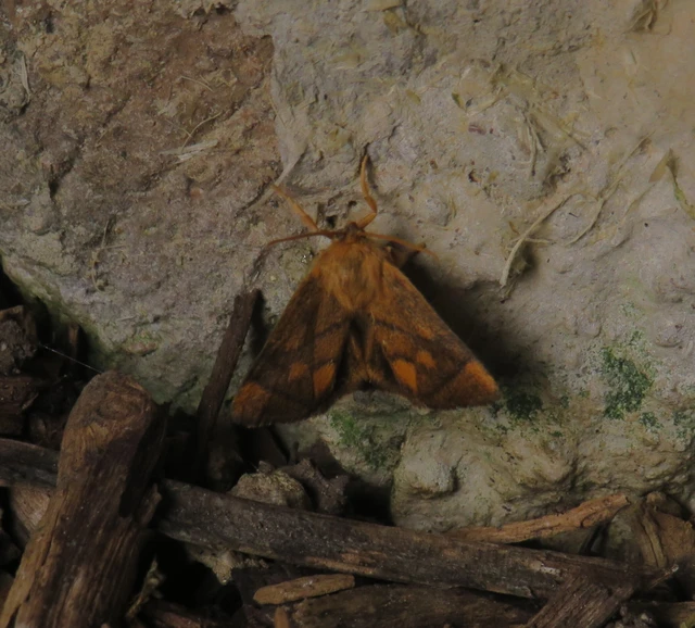 kagylólepke - Apoda limacodes