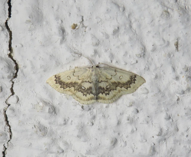 Cyclophora annularia - gyűrűs pettyesaraszoló