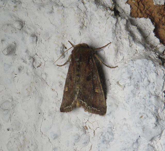 saláta-kertibagoly - Lacanobia oleracea