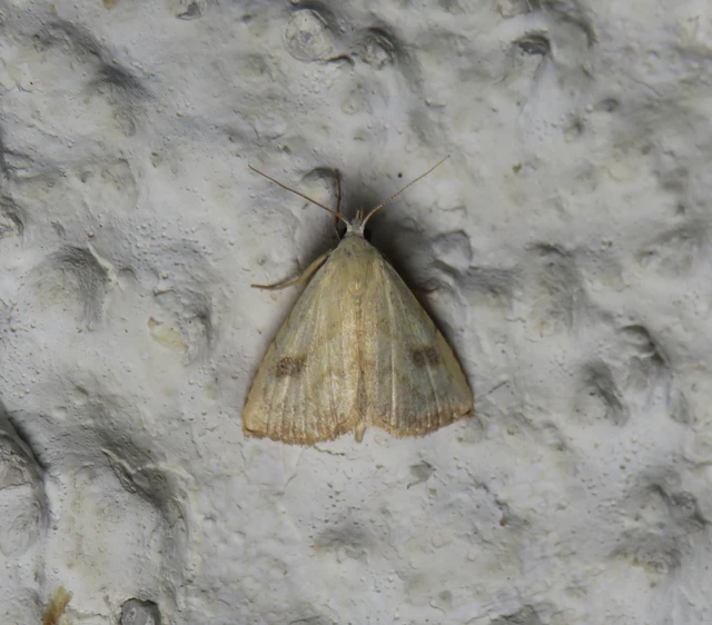 selymes lórombagoly - Rivula sericealis