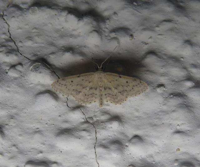 Idaea seriata - szürke apróaraszoló
