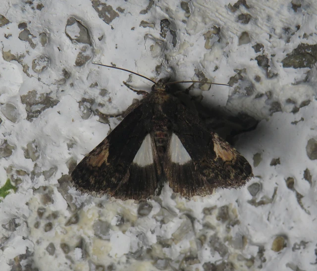 folyófűbagoly - Aedia funesta