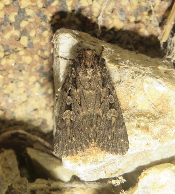 sötét földibagoly - Dichagyris nigrescens