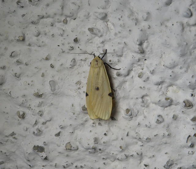 négypettyes zuzmószövő - Lithosia quadra