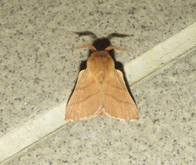 gyűrűsszövő - Malacosoma neustria