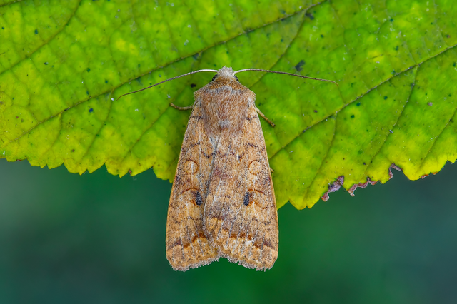 Sunira circellaris - okkersárga őszibagoly