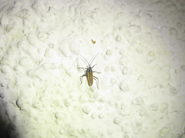 Leptopterna dolabrata - közönséges mezeipoloska