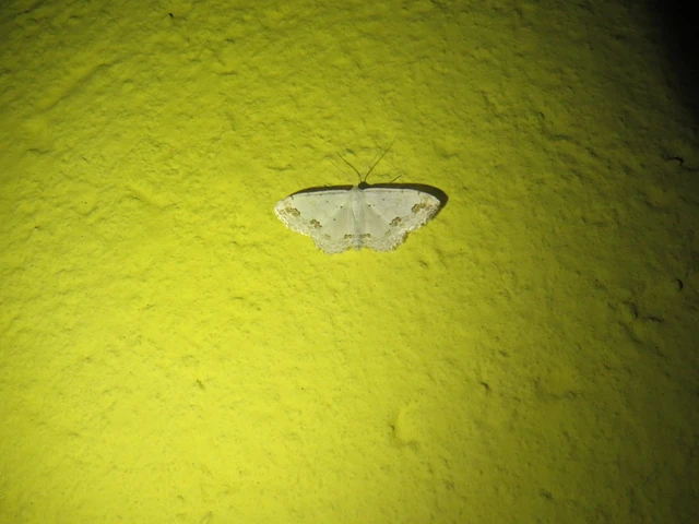 díszes fehéraraszoló - Scopula ornata