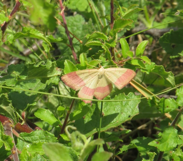 pirosszélű araszoló - Rhodostrophia vibicaria