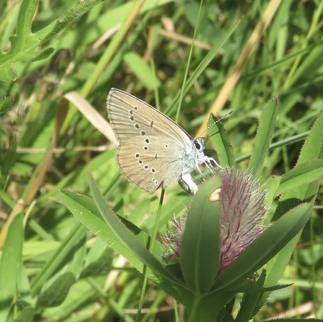 Cyaniris semiargus - aprószemes boglárka