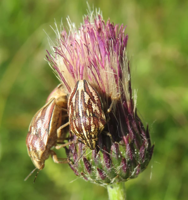 Odontotarsus Odontotarsus