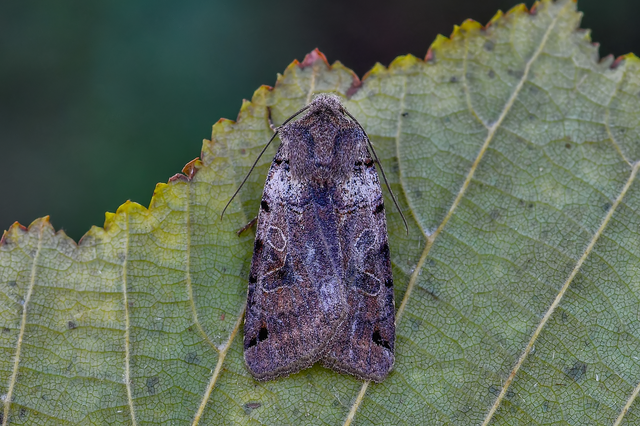 Anchoscelis litura - tarka őszibagoly