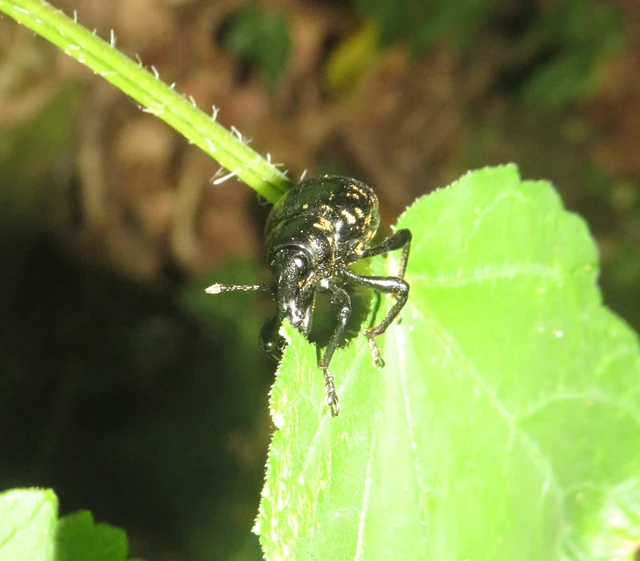 Liparus