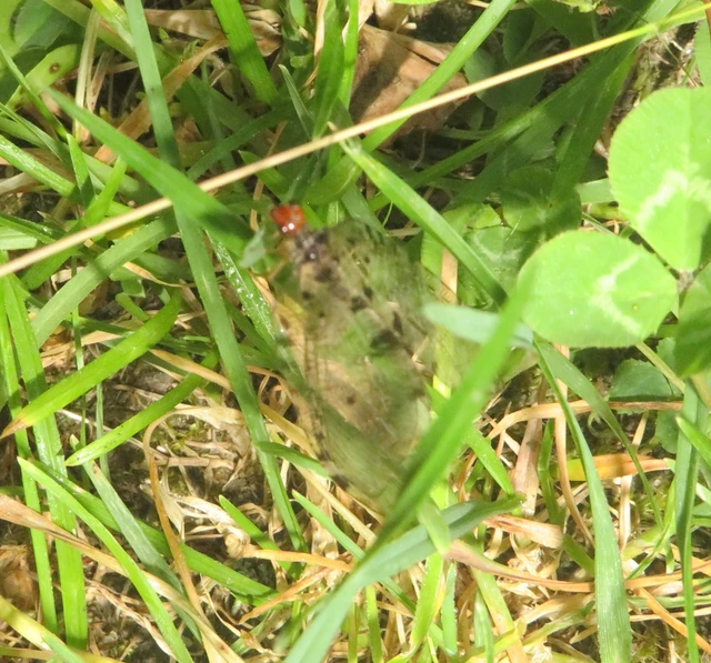 foltosszárnyú partifátyolka - Osmylus fulvicephalus