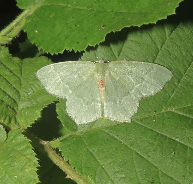 nyír-zöldaraszoló - Hemithea aestivaria